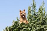 CAIRN TERRIER 027